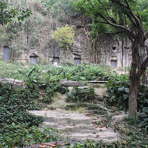 Exhibit for mutant tiger