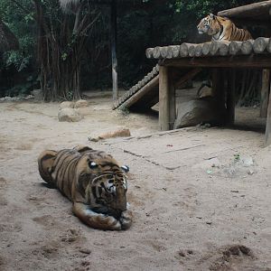 Normal tiger exhibit