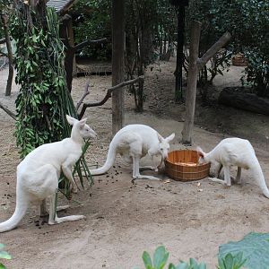 Albino kangaroo(sp.need)