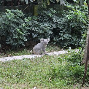 Koala can get to the ground?