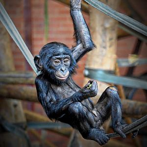 Young Bonobo