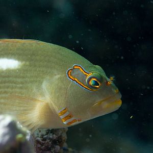 Arc-eye Hawkfish