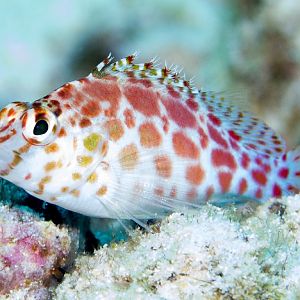 Spotted Hawkfish