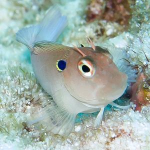 Eared Blenny
