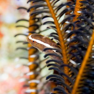 Crinoid Clingfish