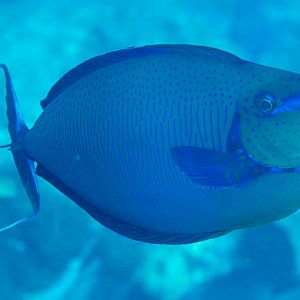 Bignose Unicornfish