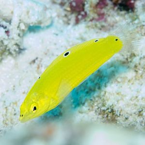 Golden Wrasse