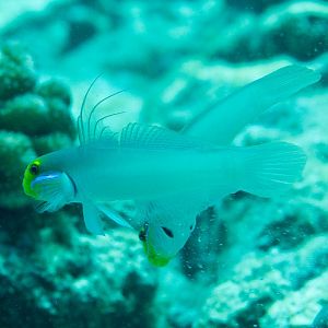 Blueband Glidergoby