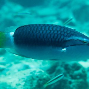 Ringtail Wrasse