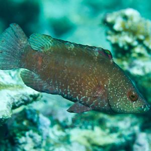 Red Maori Wrasse