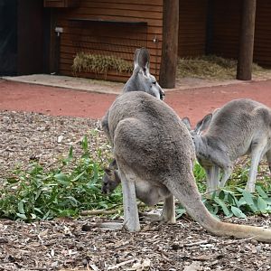 Red Kangaroo Joey