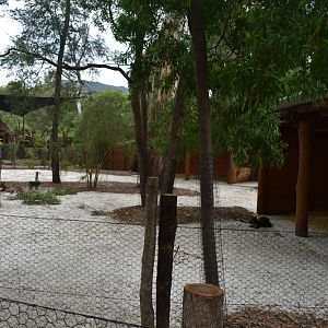 Kangaroo Island Kangaroos