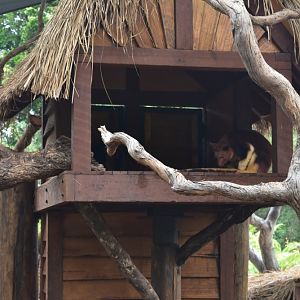 Goodfellow's Tree Kangaroos