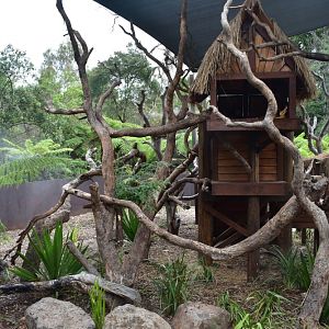 Tree Kangaroo Enclosure