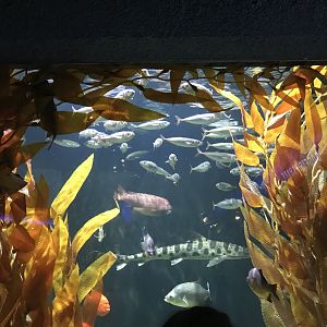 New kelp forest tank in Oceans gallery