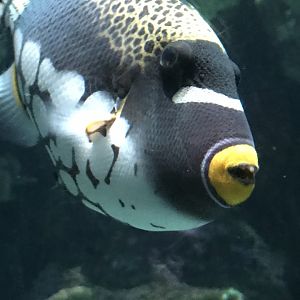 Clown Triggerfish