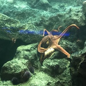 Giant Pacific Octopus