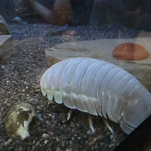 Deep Sea Isopod