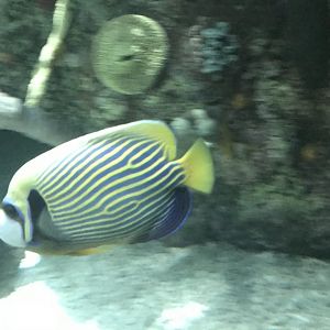 Emperor Angelfish