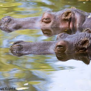 Hippos
