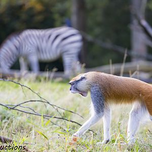 Patas monkey with zebra in background