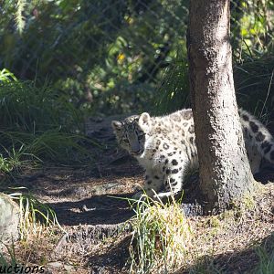 Snow Leopard cub