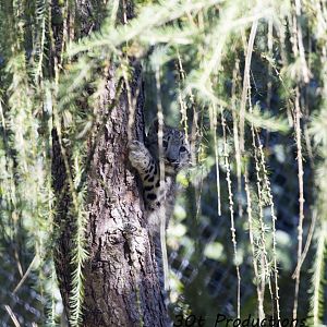 Snow Leopard cub climbs a tree
