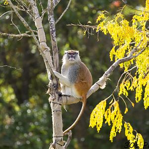 Patas monkey in a tree