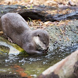 Otter