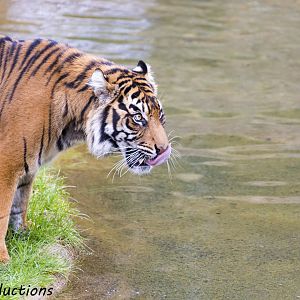 Tiger by water