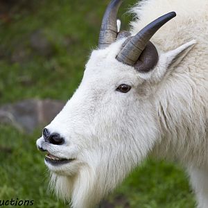 Rocky Mountain Goat