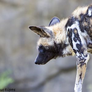 African Wild Dog