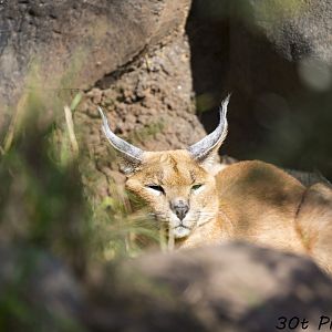 Caracal