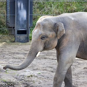 Asian Elephant