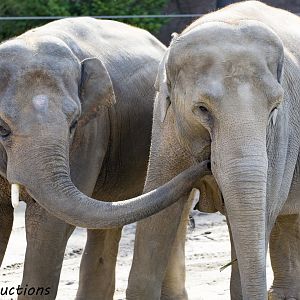 Asian Elephants