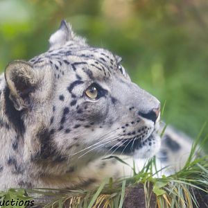 Snow Leopard
