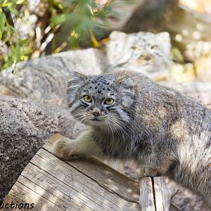 Pallas Cat