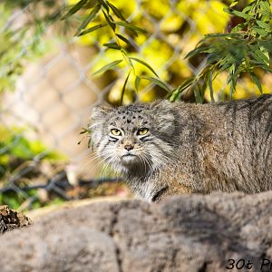 Pallas Cat