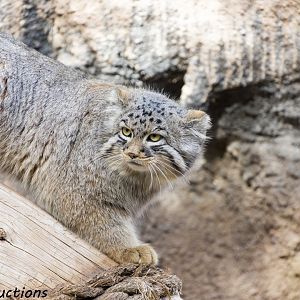 Pallas Cat