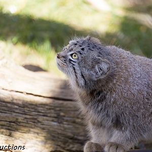 Pallas Cat