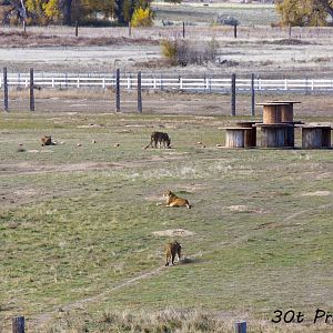 Another Lion Habitat