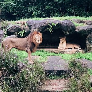 African Lions