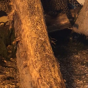Sri Lankan Leopard cubs