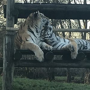 Siberian Tigers