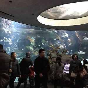Schooling Fish at Wild Reef