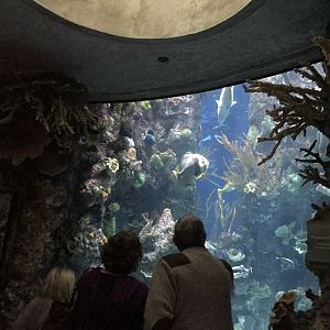 Predators of the Reef