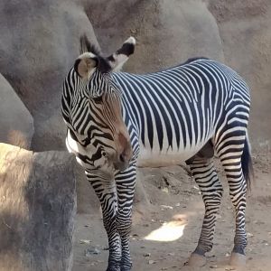Grevy's Zebra