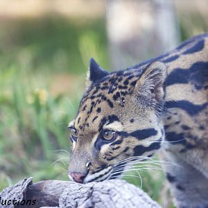 Clouded Leopard
