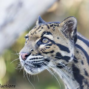 Clouded Leopard