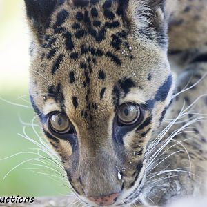 Clouded Leopard